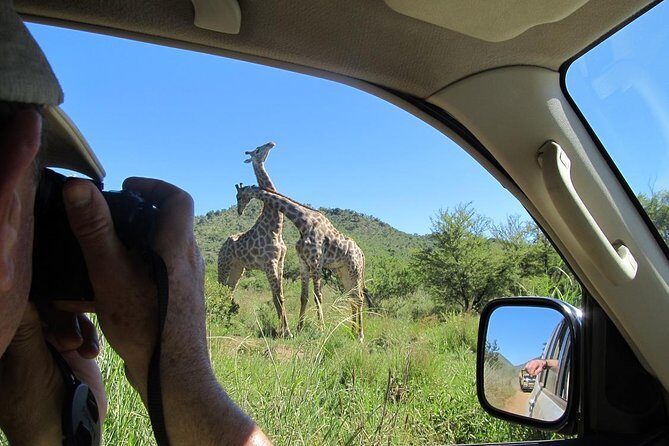 Pilanesberg Game Reserve 6 Hour Sunrise Safari from Johannesburg or Pretoria - Why We Love This Safari