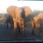 Pilanesberg Game Reserve Guided Day Tour from Johannesburg or Pretoria - Detailed Itinerary Breakdown