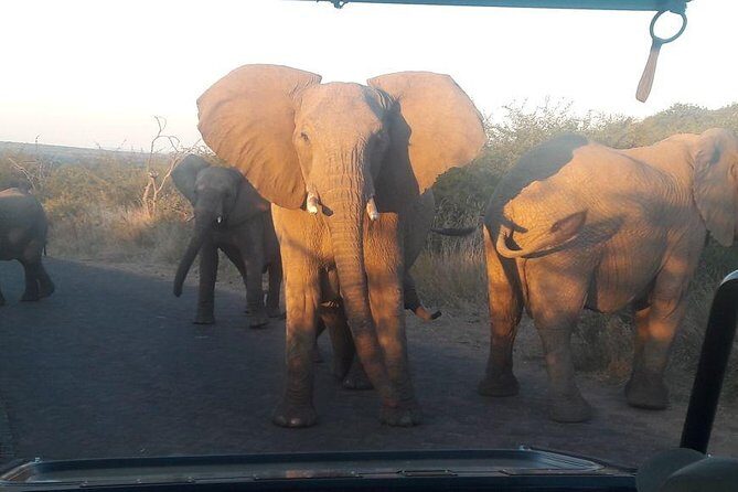 Pilanesberg Game Reserve Guided Day Tour from Johannesburg or Pretoria - Detailed Itinerary Breakdown