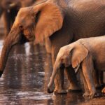 Pilanesberg Game Reserve Safari and Sun City Day Trip from Johannesburg - An In-Depth Look at the Experience
