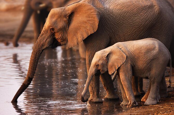 Pilanesberg Game Reserve Safari and Sun City Day Trip from Johannesburg - An In-Depth Look at the Experience