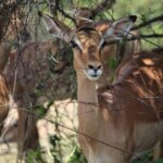 Pilanesberg National Park Full Day Safari From Johannesburg - Is it Worth the Price?