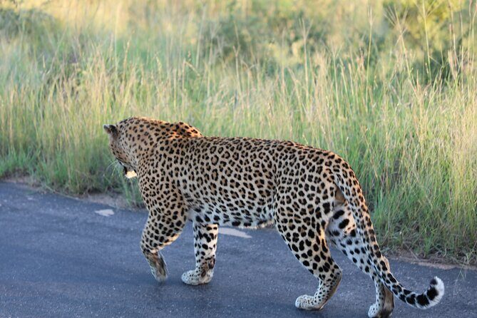 Pilanesberg National Park Safari, BIG 5 Full Day - Practical Details and What You Need to Know