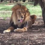Pilanesberg National Park Safari from Johannesburg - Who Will Love This Tour?