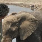 Pilanesberg National Park Safari in Open Vehicle from Johannesburg - Detailed Itinerary Breakdown