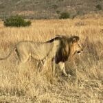 Pilanesberg National Park Tour - Key Points