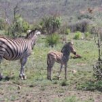 Pilanesberg Nature Reserve - What Makes This Tour Special?