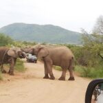 Pilanesberg Nature Reserve & Safari Park Lion Private - Who Should Consider This Tour?