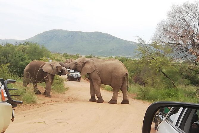 Pilanesberg Nature Reserve & Safari Park Lion Private - Who Should Consider This Tour?