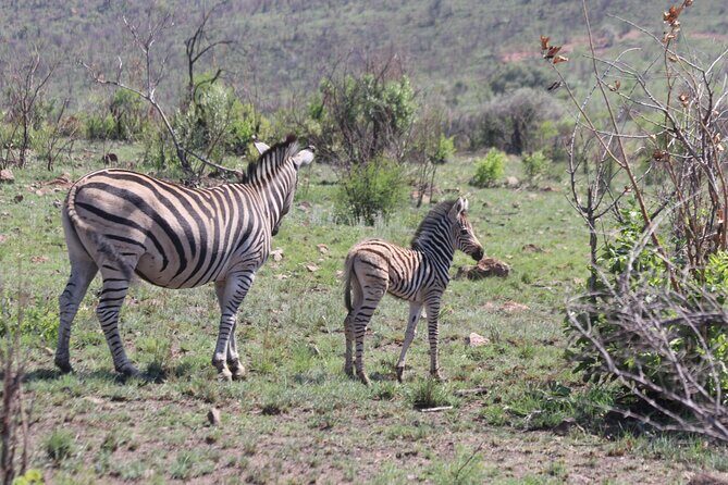 Pilanesberg Nature Reserve - What Makes This Tour Special?