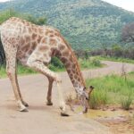 Pilanesberg Safari 3 Days 4 Star Private - Final Thoughts