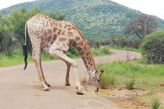 Pilanesberg Safari 3 Days 4 Star Private - Final Thoughts