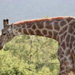 Pilanesberg Safari experience - The Sum Up: Is This Safari Worth It?