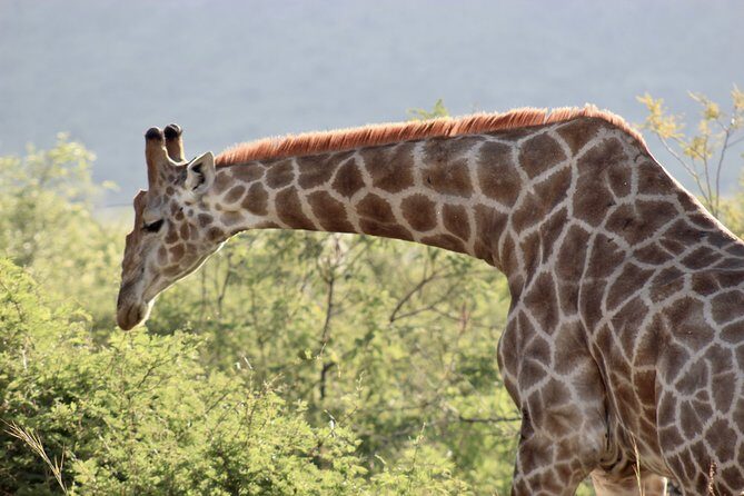 Pilanesberg Safari experience - The Sum Up: Is This Safari Worth It?