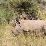 Pilanesberg Safari Fullday - The Itinerary Breakdown