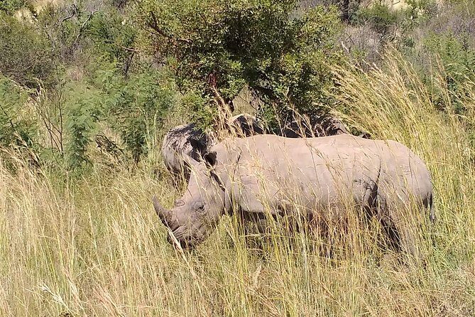 Pilanesberg Safari Fullday - The Itinerary Breakdown