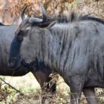 Pilanesberg Safari Open vehicle game Full Day - The Guides and Their Knowledge
