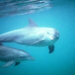 PILLI PIPA DHOW, the genuine product, snorkeling tour to Kisite Marine Park - What Makes This Tour Special?