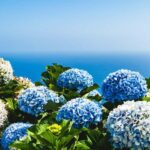 Ponta Delgada: 2-Day Tour, East & West Island Highlights - Discovering São Miguel in Two Days