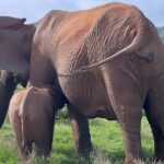 Port Elizabeth Addo Elephant National Park All Inclusive Safari - Final Thoughts