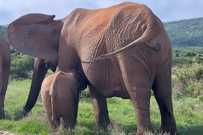 Port Elizabeth Addo Elephant National Park All Inclusive Safari - Final Thoughts