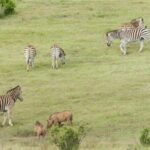 Port Elizabeth Shore Excursion: Addo Elephant Full Day Safari &"Braai"Lunch(BBQ) - FAQs