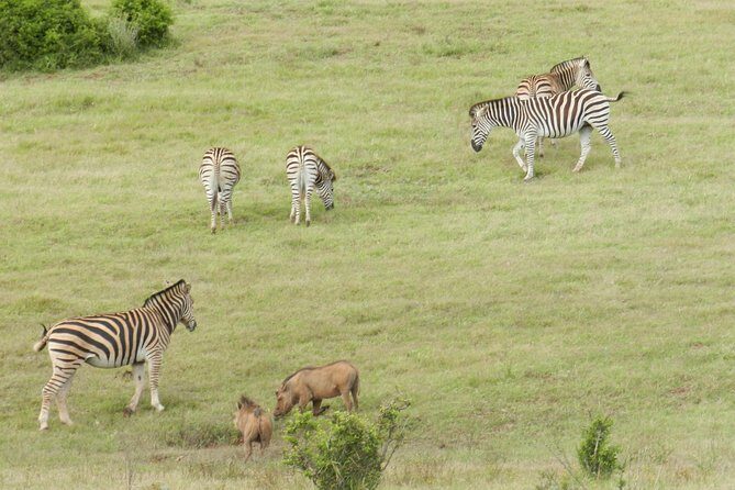 Port Elizabeth Shore Excursion: Addo Elephant Full Day Safari &"Braai"Lunch(BBQ) - FAQs