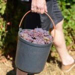 Portugal: 2 days in the Douro Valley with Harvest experience - Timing and Practical Considerations