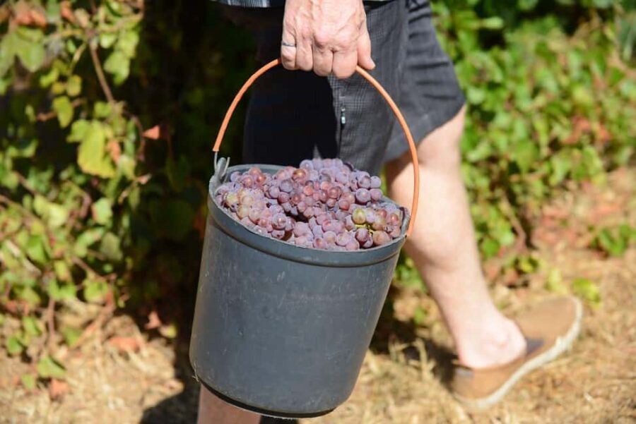 Portugal: 2 days in the Douro Valley with Harvest experience - Timing and Practical Considerations