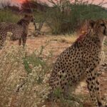 Predator Encounter: Half-Day Carnivore Feeding Windhoek - FAQ