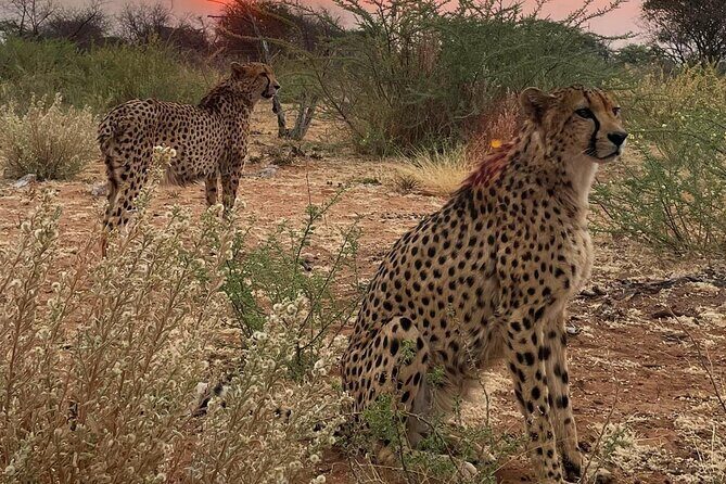 Predator Encounter: Half-Day Carnivore Feeding Windhoek - FAQ