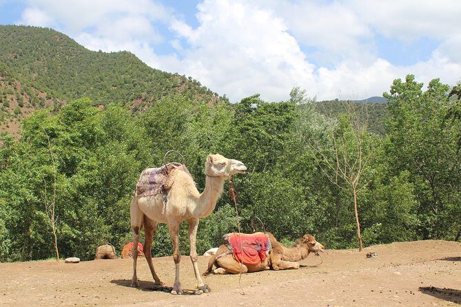 Premium Atlas Mountains & Berber Village Day Trip with Camel Ride - Transportation, Group Size, and Price