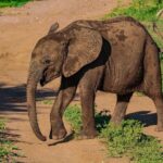 Premium Safari Game Drive in National Park - An In-Depth Look at the Safari Experience