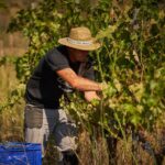 Priorat: wine tour in Gratallops of the best natural wines - The Sum Up