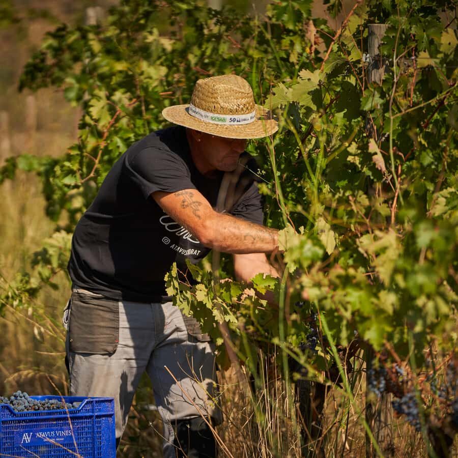 Priorat: wine tour in Gratallops of the best natural wines - The Sum Up