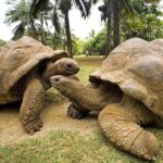 Prison Island, Secret Garden, Blue Lagoon, Starfish Tour, The Rock Restaurant - Why This Tour Offers Great Value