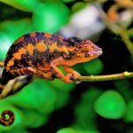 Private 14-Day Classic Route Tour in Madagascar - Final Thoughts: Who Will Love This Tour?