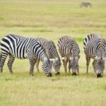 Private 2-day Diani Beach To Tsavo East and West Safari - What Makes This Safari Stand Out?