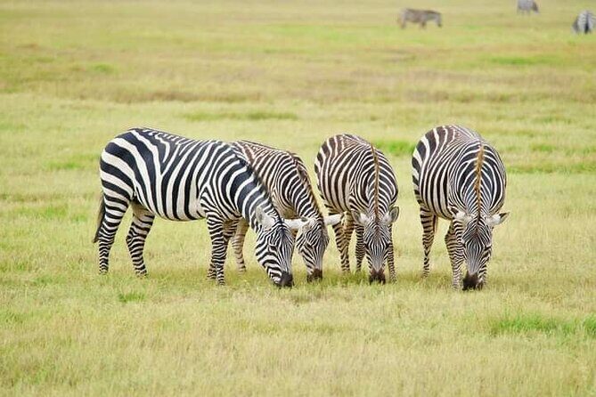 Private 2-day Diani Beach To Tsavo East and West Safari - What Makes This Safari Stand Out?