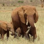 Private 2 Days Safari Tsavo East from Watamu - The Wildlife and Lodging Experience