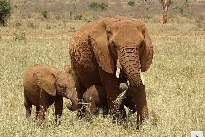Private 2 Days Safari Tsavo East from Watamu - The Wildlife and Lodging Experience