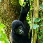 Private 3 Day Gorilla Trekking Safari in Uganda - Who Will Love This Tour?