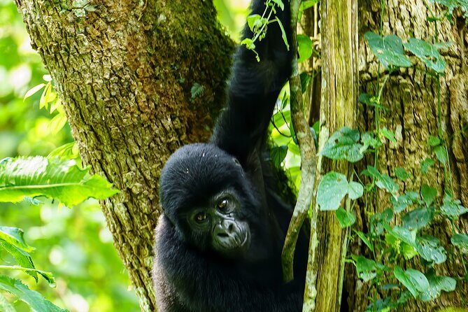 Private 3 Day Gorilla Trekking Safari in Uganda - Who Will Love This Tour?