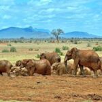 Private 3 Day Tsavo East Safari from Mombasa - Why This Tour Offers Great Value