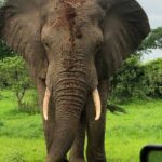 Private 3 Days 2 Nights Mikumi Adventures - The Value of the Tour Experience