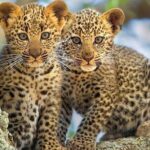 Private 3 Days Astounding Masai Mara Migration Safari. - What’s Included & What’s Not