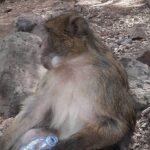 private 3 days Fes to Marrakech desert tour - Transportation and Timing