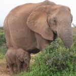 Private 3-Days of wildlife Safari exploring Uganda - Transportation, Guides, and Experience Quality