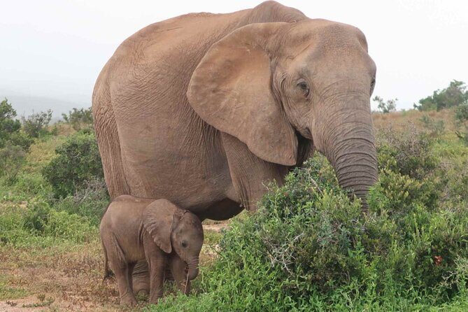 Private 3-Days of wildlife Safari exploring Uganda - Transportation, Guides, and Experience Quality
