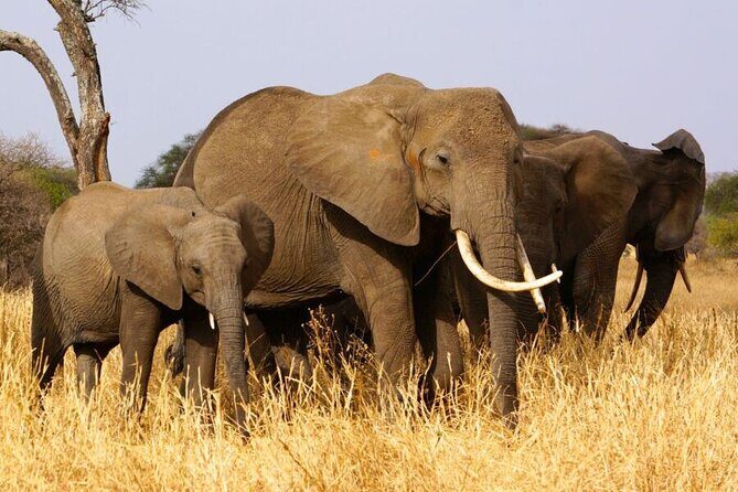 Private 4-Days Northern Circuit National Parks in Tanzania - Itinerary Breakdown: What You’ll Experience Day-by-Day